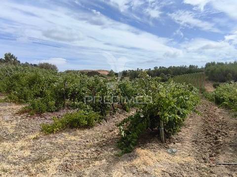 Terreno rustico vinha produtiva