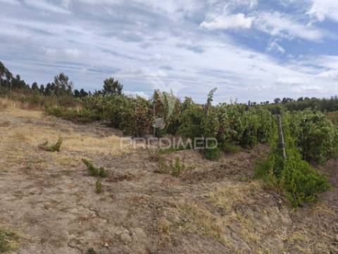 Terreno rustico vinha produtiva