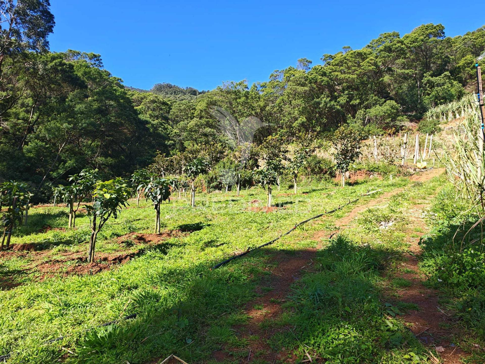 Terreno com 21 500,00 m2 à venda em caniçal