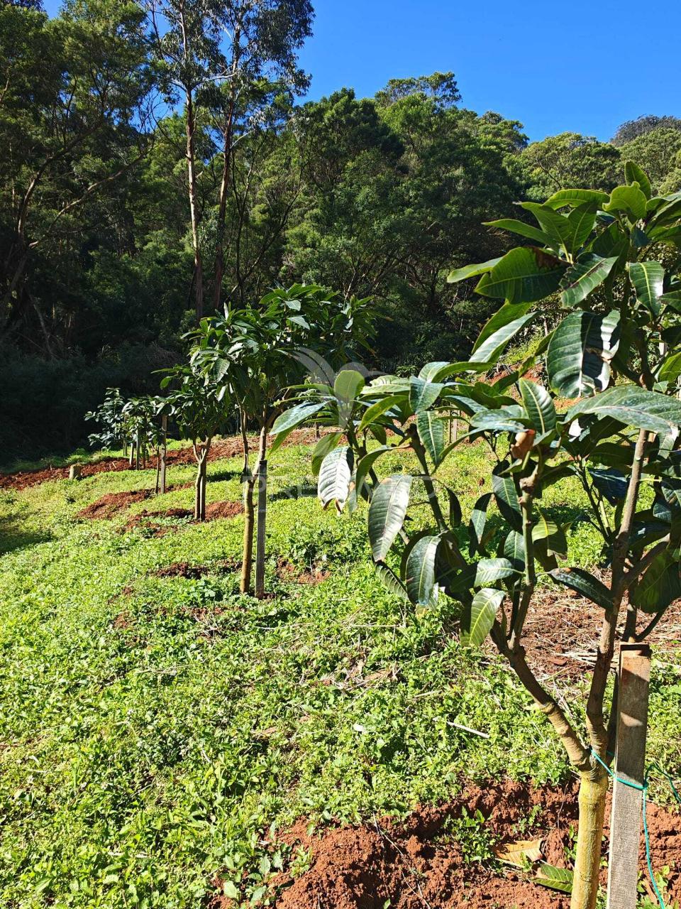 Terreno com 21 500,00 m2 à venda em caniçal
