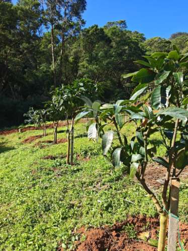 Terreno com 21 500,00 m2 à venda em caniçal