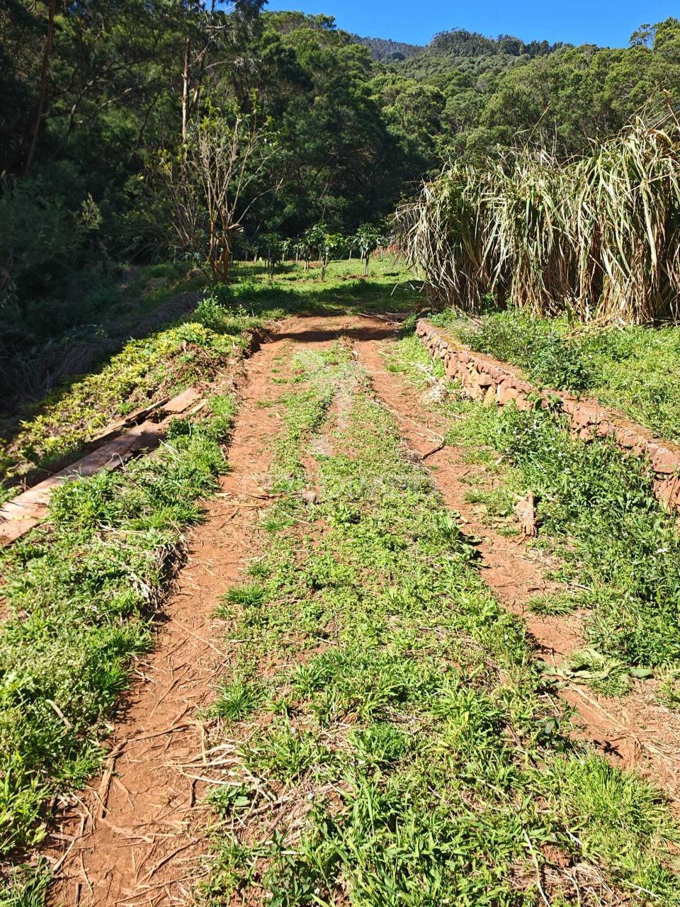 Terreno com 21 500,00 m2 à venda em caniçal