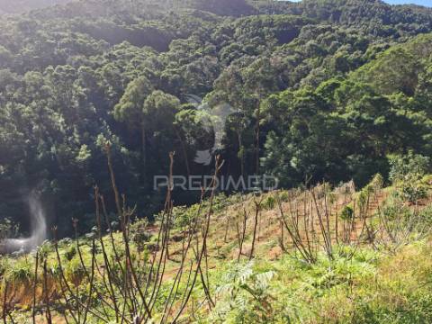 Terreno com 21 500,00 m2 à venda em caniçal