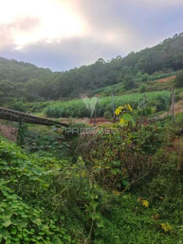 Terreno com 21 500,00 m2 à venda em caniçal
