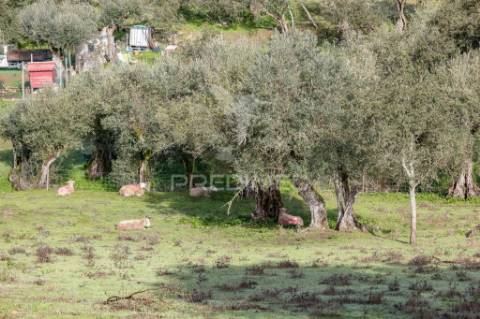 Terreno- arraiolos, são pedro da gafanhoeira