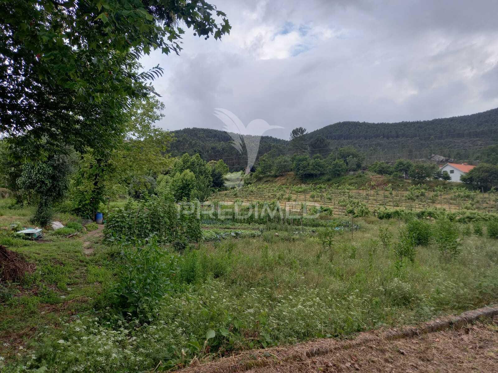 Terreno rústico à venda em mondim de bastos