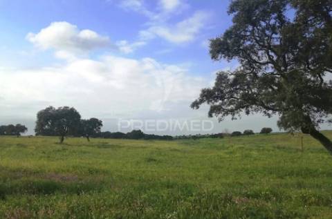 Herdade alfundão