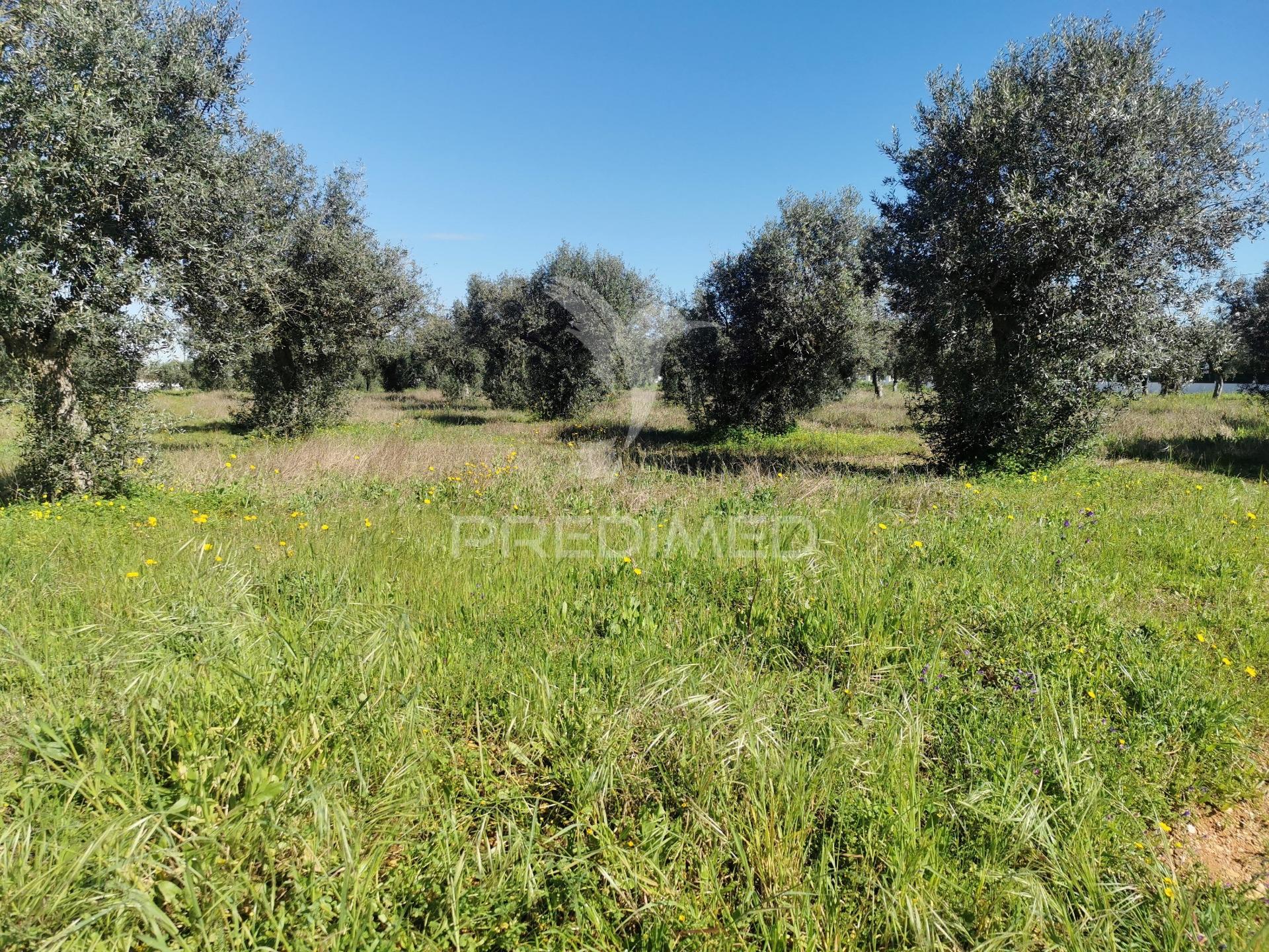Lote terreno