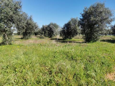 Lote terreno