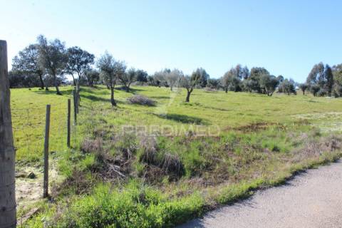Terreno com casa e olival
