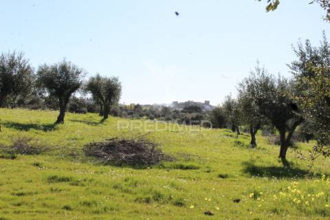 Terreno com casa e olival