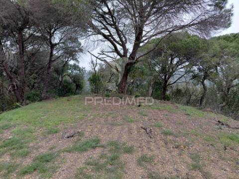 Monte alentejano com 5,6 hc,são francisco serra, santiago do cacém.
