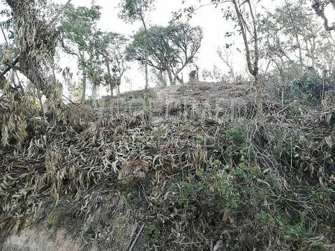 Lousa. lote terreno rústico com 16.320 m2