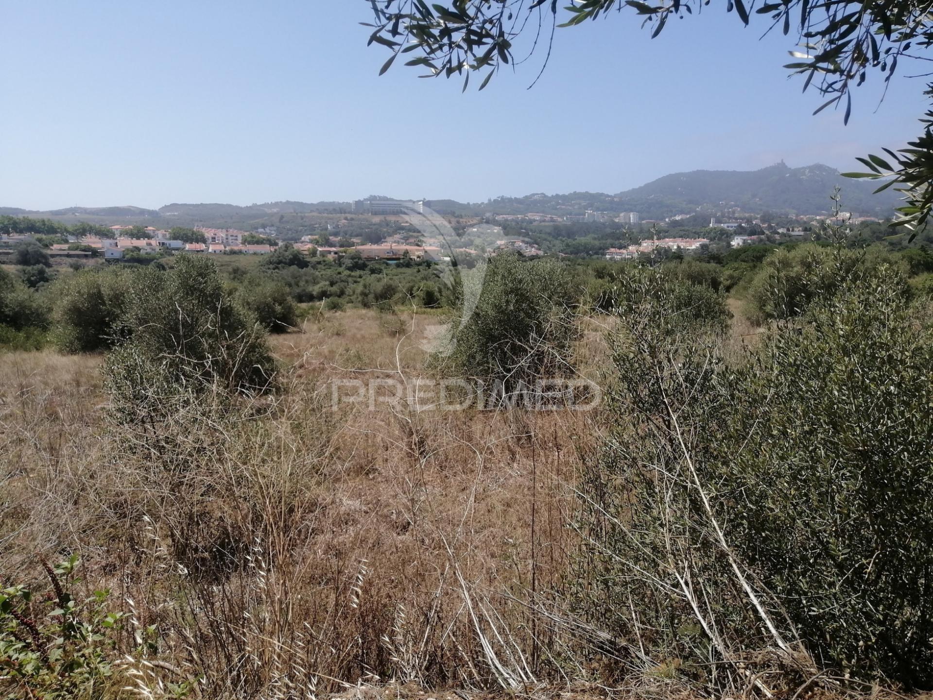 Terreno agrícola em sintra