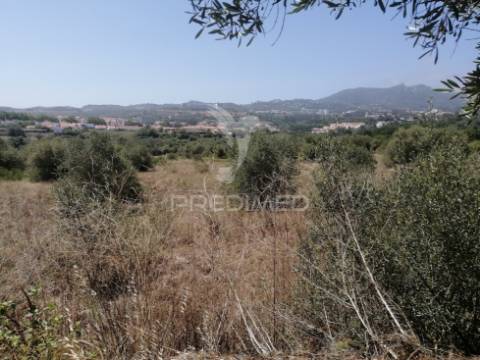 Terreno agrícola em sintra
