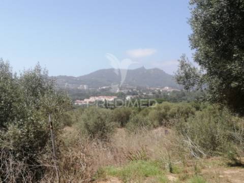 Terreno agrícola em sintra