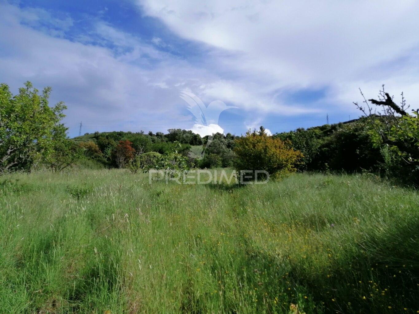 Cheleiros - terreno agrícola com 6600 m2