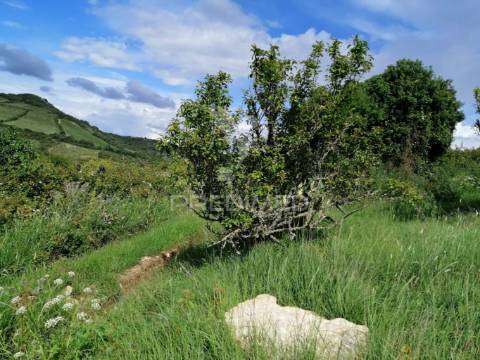 Cheleiros - terreno agrícola com 6600 m2