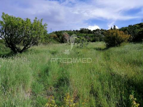 Cheleiros - terreno agrícola com 6600 m2