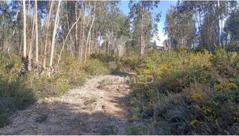 Terreno florestal para venda, em nogueira - maia