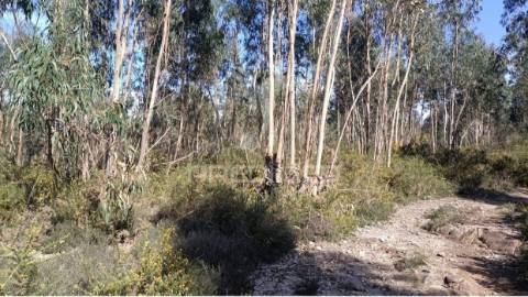 Terreno florestal para venda, em nogueira - maia