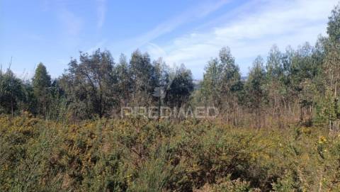 Terreno florestal para venda, em nogueira - maia