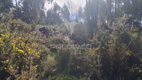 Terreno florestal para venda, em nogueira - maia