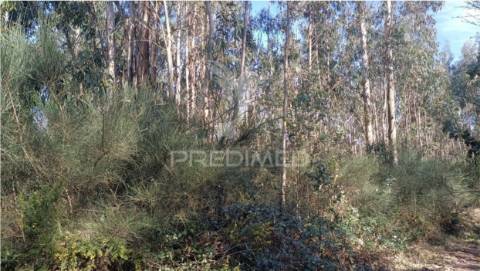 Terreno florestal para venda, em nogueira - maia