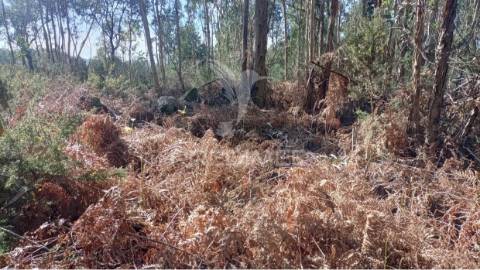 Terreno florestal para venda, em nogueira - maia