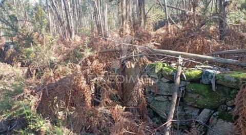 Terreno florestal para venda, em nogueira - maia