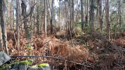 Terreno florestal para venda, em nogueira - maia