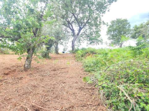 Terreno rustico