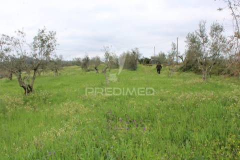 Terreno de floresta