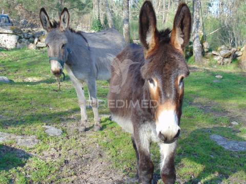 Quintinha p/ recuperar em torgueda - vila real