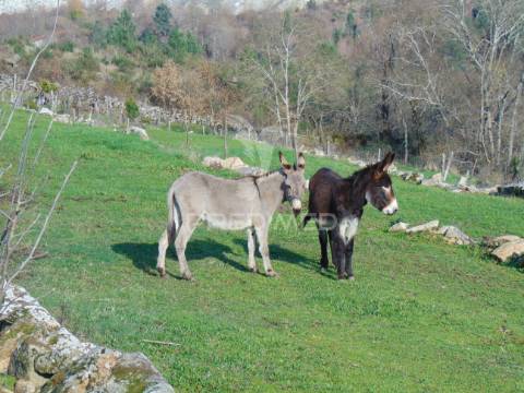 Quintinha p/ recuperar em torgueda - vila real