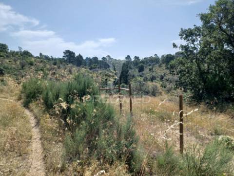 Terreno rústico 4,983 ha - portalegre