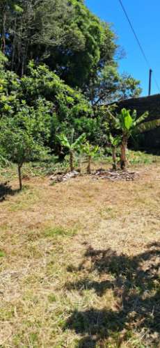 Terreno/pomar