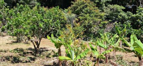 Terreno/pomar