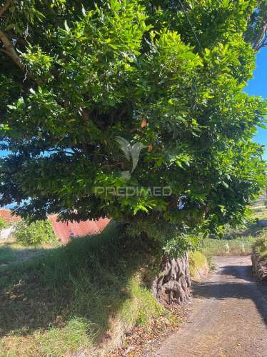 Moradia para recuperar com 2 palheiros e 1348m2 de terreno na ponta do pargo