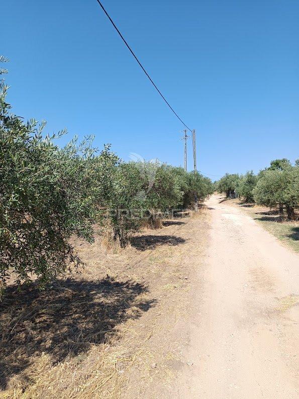 Terreno com olival tradicional – 11.250 m² | estrada da figueira, campo maior