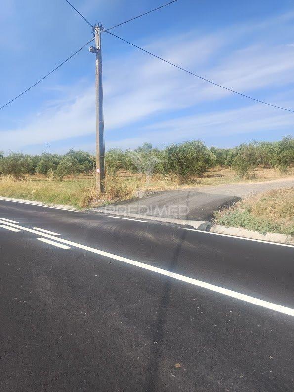 Terreno com olival tradicional – 11.250 m² | estrada da figueira, campo maior