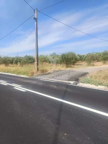 Terreno com olival tradicional – 11.250 m² | estrada da figueira, campo maior