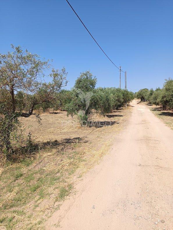 Terreno com olival tradicional – 11.250 m² | estrada da figueira, campo maior