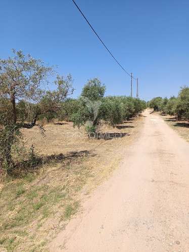 Terreno com olival tradicional – 11.250 m² | estrada da figueira, campo maior