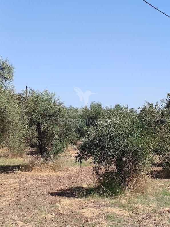 Terreno com olival tradicional – 11.250 m² | estrada da figueira, campo maior