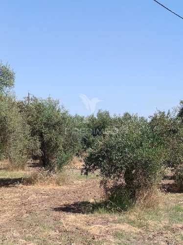 Terreno com olival tradicional – 11.250 m² | estrada da figueira, campo maior