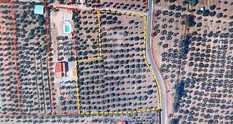 Terreno com olival tradicional – 11.250 m² | estrada da figueira, campo maior