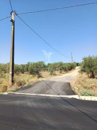 Terreno com olival tradicional – 11.250 m² | estrada da figueira, campo maior