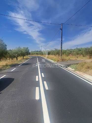 Terreno com olival tradicional – 11.250 m² | estrada da figueira, campo maior