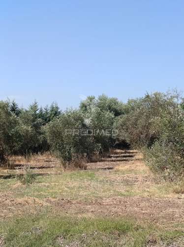 Terreno com olival tradicional – 11.250 m² | estrada da figueira, campo maior